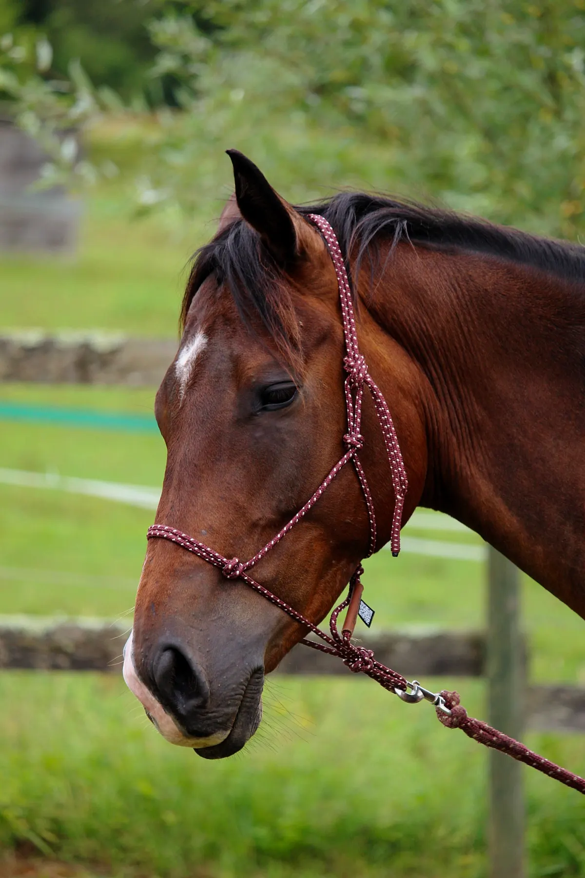 Portrait d’un cheval bai en licol, séance équine